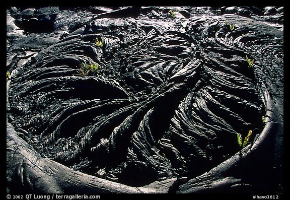 Ferns growing out of hardened pahoehoe lava circle. Hawaii Volcanoes National Park, Hawaii, USA.