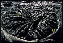 Ferns growing out of hardened pahoehoe lava circle. Hawaii Volcanoes National Park, Hawaii, USA.