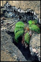 Ferns and lava crust on Mauna Ulu crater. Hawaii Volcanoes National Park, Hawaii, USA. (color)