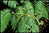 Hawaian ferns. Hawaii Volcanoes National Park, Hawaii, USA.