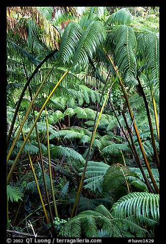 Lush tropical ferms near Thurston lava tube. Hawaii Volcanoes National Park (color)