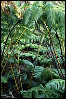 Lush tropical ferms near Thurston lava tube. Hawaii Volcanoes National Park ( color)