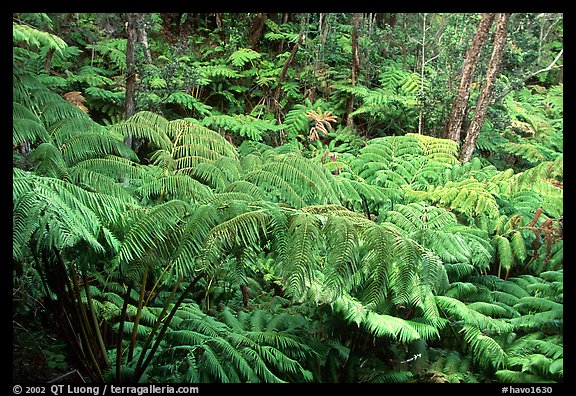 Lush tall ferms near Thurston lava tube. Hawaii Volcanoes National Park (color)