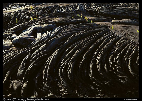 Hardened rope lava and ferns. Hawaii Volcanoes National Park (color)