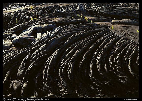 Hardened rope lava and ferns. Hawaii Volcanoes National Park, Hawaii, USA.