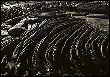 Hardened rope lava and ferns. Hawaii Volcanoes National Park ( color)