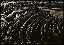 Hardened rope lava and ferns. Hawaii Volcanoes National Park, Hawaii, USA. (color)