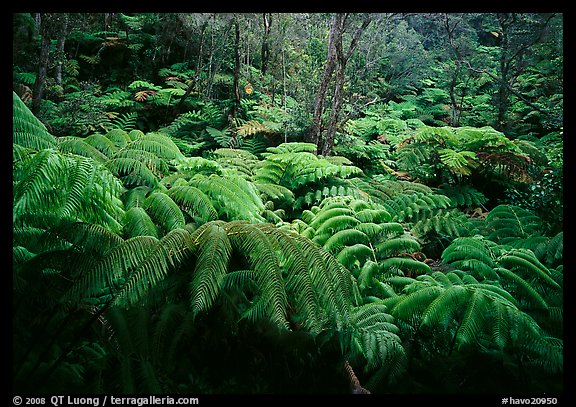Giant tropical ferns. Hawaii Volcanoes National Park (color)