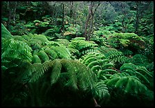 Giant tropical ferns. Hawaii Volcanoes National Park, Hawaii, USA.