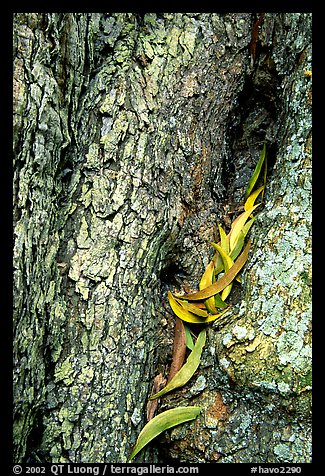 Koa tree leaves and bark detail. Hawaii Volcanoes National Park, Hawaii, USA.