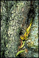 Koa tree leaves and bark detail. Hawaii Volcanoes National Park, Hawaii, USA. (color)