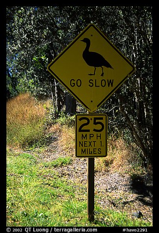 Road sign showing the nene (Hawaiian goose). Hawaii Volcanoes National Park (color)