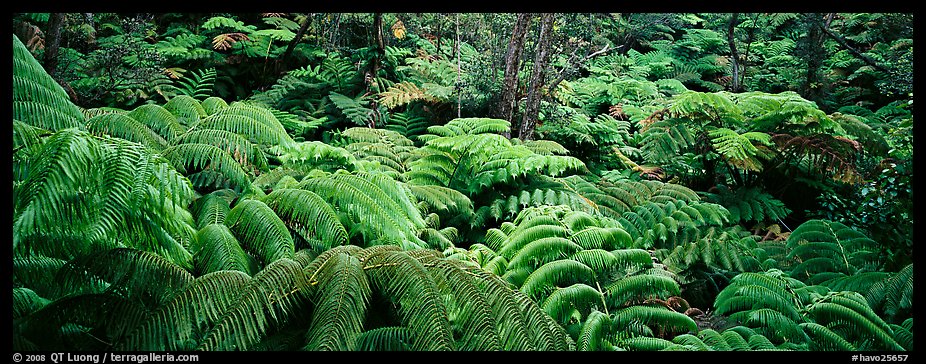 Tropical ferns. Hawaii Volcanoes National Park (color)