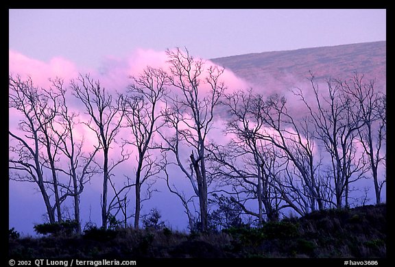 Trees silhouetted against fog at sunrise. Hawaii Volcanoes National Park, Hawaii, USA.