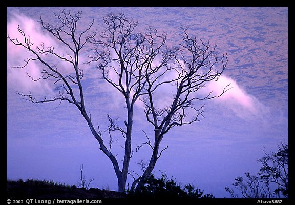 Trees and fog near Hilana Pali. Hawaii Volcanoes National Park (color)