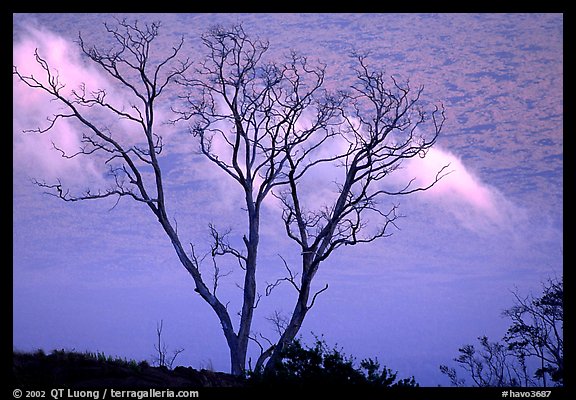 Trees and fog near Hilana Pali. Hawaii Volcanoes National Park, Hawaii, USA.