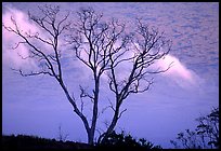 Trees and fog near Hilana Pali. Hawaii Volcanoes National Park, Hawaii, USA.