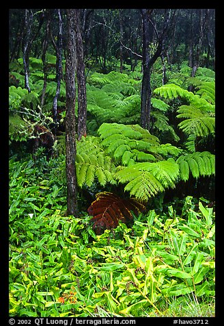 Hawaiian rain forest ferns and trees. Hawaii Volcanoes National Park, Hawaii, USA.