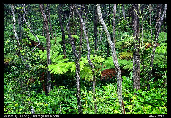 Native Rainforest. Hawaii Volcanoes National Park (color)