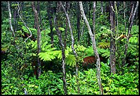 Native Rainforest. Hawaii Volcanoes National Park, Hawaii, USA. (color)