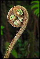 Curled up fiddlehead of Hapuu fern. Hawaii Volcanoes National Park, Hawaii, USA.