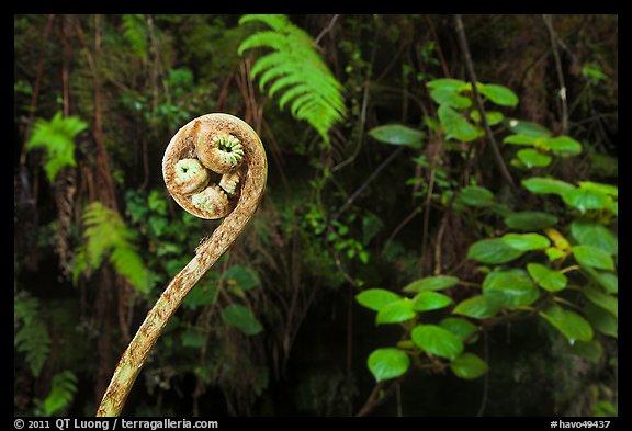 Young frond of endemic Hawaiian Hapuu. Hawaii Volcanoes National Park, Hawaii, USA.