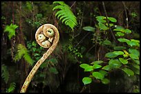 Young frond of endemic Hawaiian Hapuu. Hawaii Volcanoes National Park, Hawaii, USA.