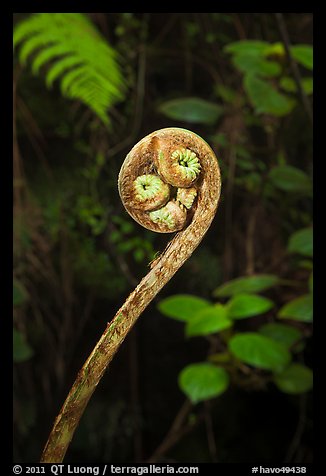 Fiddlehead of Hapuu (Cibotium splendens). Hawaii Volcanoes National Park, Hawaii, USA.