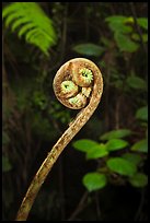 Fiddlehead of Hapuu (Cibotium splendens). Hawaii Volcanoes National Park, Hawaii, USA. (color)