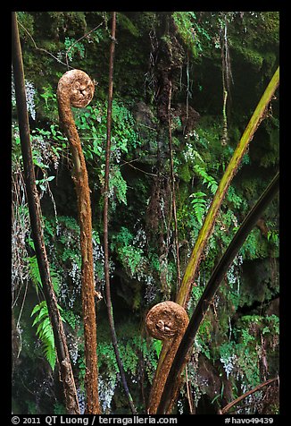 Hapuu (male tree ferns) unfolding. Hawaii Volcanoes National Park (color)