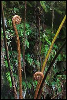 Hapuu (male tree ferns) unfolding. Hawaii Volcanoes National Park, Hawaii, USA.