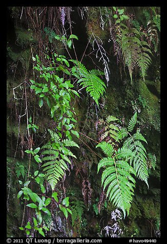 Ferns on cave wall. Hawaii Volcanoes National Park, Hawaii, USA.