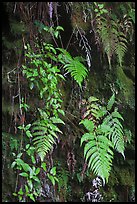 Ferns on cave wall. Hawaii Volcanoes National Park, Hawaii, USA.