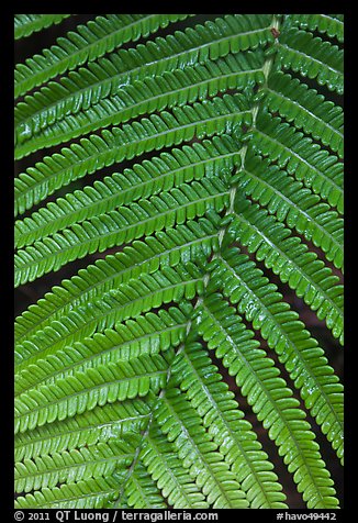 Fern close-up. Hawaii Volcanoes National Park (color)