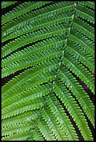 Fern close-up. Hawaii Volcanoes National Park ( color)