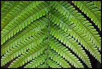 Tropical fern frond. Hawaii Volcanoes National Park, Hawaii, USA. (color)