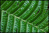 Fern leaf close-up. Hawaii Volcanoes National Park, Hawaii, USA.