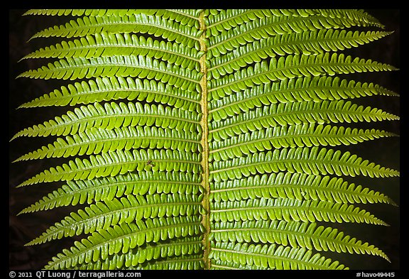 Tropical fern leaves. Hawaii Volcanoes National Park (color)