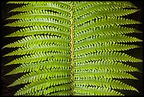 Tropical fern leaves. Hawaii Volcanoes National Park, Hawaii, USA.