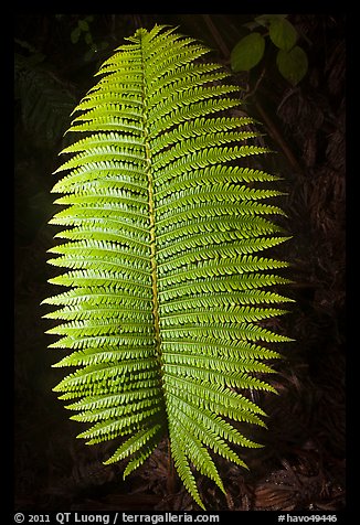 Fern leaf. Hawaii Volcanoes National Park, Hawaii, USA.