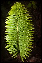 Fern leaf. Hawaii Volcanoes National Park, Hawaii, USA.