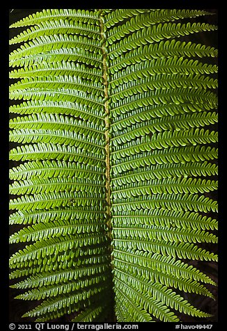 Fern frond close-up. Hawaii Volcanoes National Park (color)