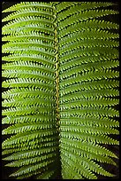 Fern frond close-up. Hawaii Volcanoes National Park, Hawaii, USA. (color)