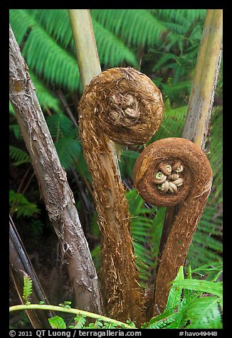 Hapuu Ferns with pulu hair. Hawaii Volcanoes National Park, Hawaii, USA.