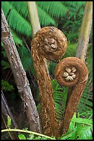 Hapuu Ferns with pulu hair. Hawaii Volcanoes National Park, Hawaii, USA.