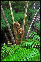 Crozier of the Hapuu tree ferns. Hawaii Volcanoes National Park, Hawaii, USA.