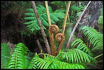 Hapuu tree ferns with crozier fronds. Hawaii Volcanoes National Park, Hawaii, USA.