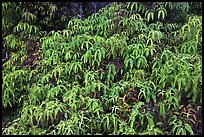 Tropical Ferns (Dicranopteris linearis) on slope. Hawaii Volcanoes National Park, Hawaii, USA.