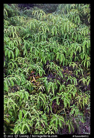 Slope covered with Uluhe ferns. Hawaii Volcanoes National Park, Hawaii, USA.