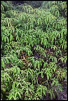 Slope covered with Uluhe ferns. Hawaii Volcanoes National Park, Hawaii, USA. (color)